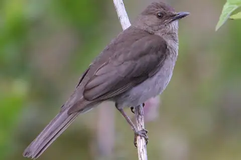 Pantepui Thrush