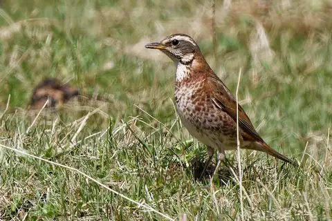 Naumann's Thrush