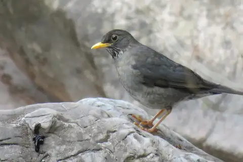 Andean Slaty Thrush