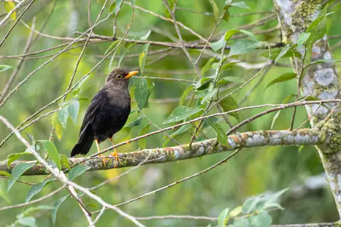 Mindanao island-thrush
