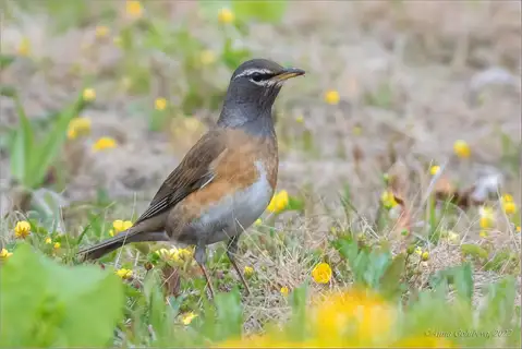 Eyebrowed Thrush