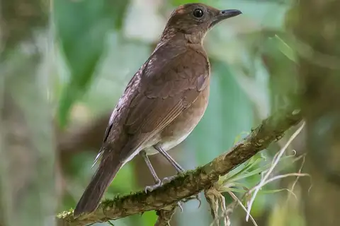 Pale-vented Thrush
