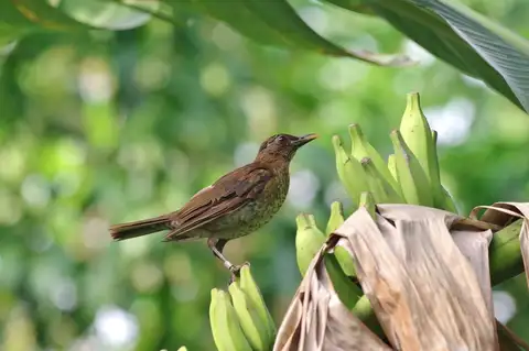 Sao Tome Thrush