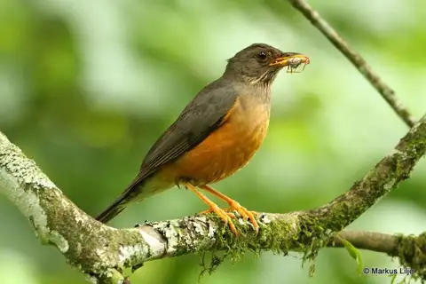 Olive Thrush
