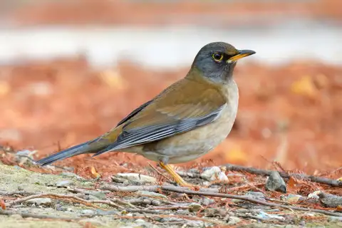 Pale Thrush