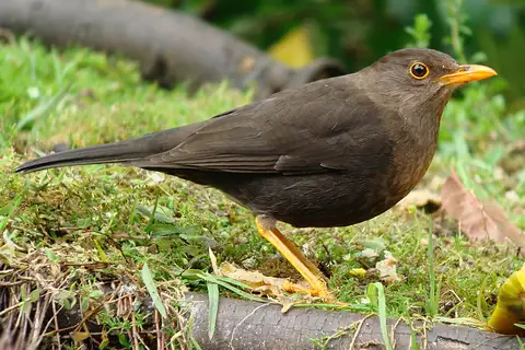 Papuan island-thrush