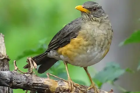 African Thrush