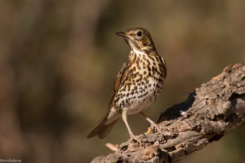 Song Thrush