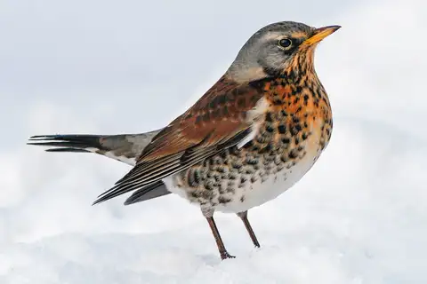 Fieldfare