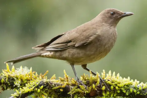 Mountain Thrush
