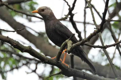 Tasman Sea Island-Thrush