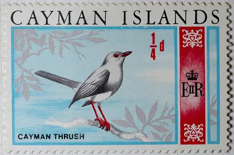 Grand Cayman Thrush