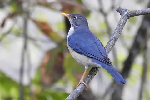 Plumbeous-backed Thrush