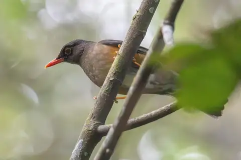 Usambara Thrush