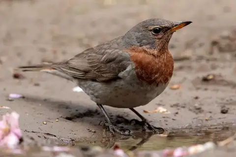 Red-throated Thrush