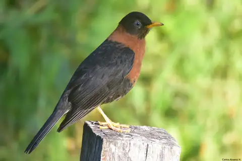 Rufous-collared Thrush