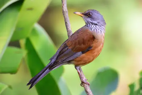 Rufous-backed Thrush