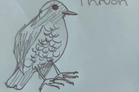 Samoan Island Thrush