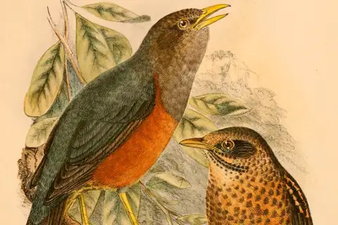 Wallacean island-thrush