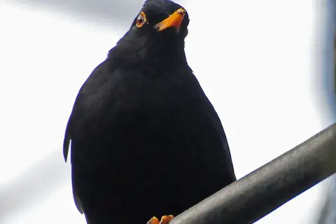 Glossy-black Thrush