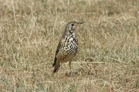 Ethiopian Thrush