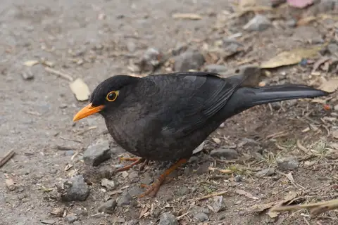 Indian Blackbird