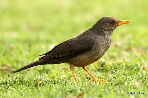 Karoo Thrush
