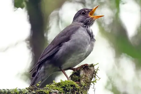 Blacksmith Thrush