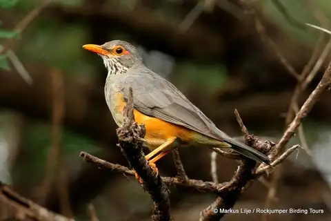Bare-eyed Thrush