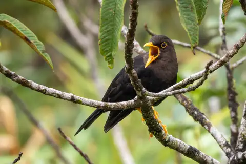 Luzon Island Thrush