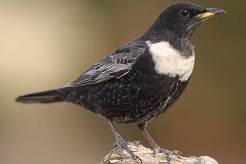 Ring Ouzel