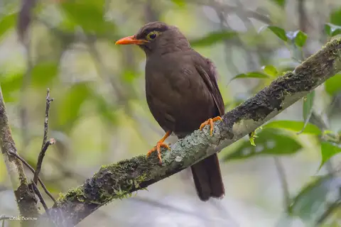 Sulawesi Thrush