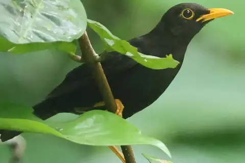 Vanikoro Island-Thrush