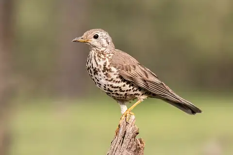 Mistle Thrush