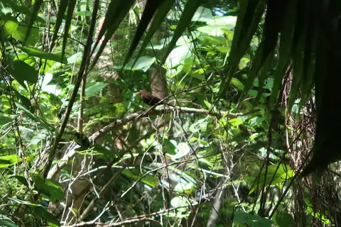 New Caledonian Island Thrush