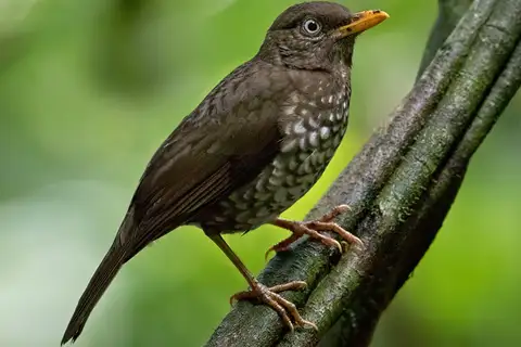 Principe Thrush