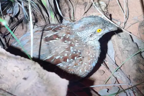 Chestnut-backed Buttonquail