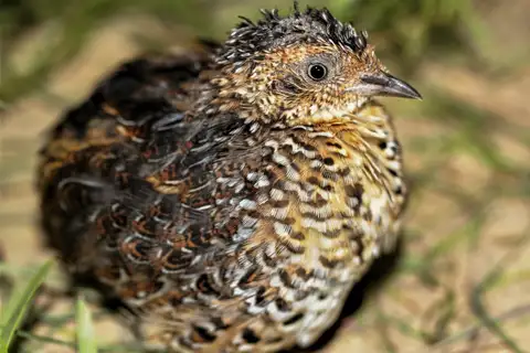 Fynbos Buttonquail