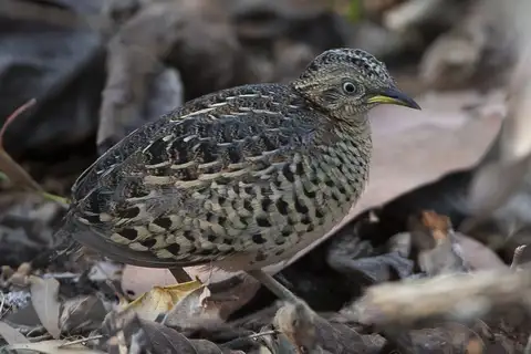 Red-backed Buttonquail