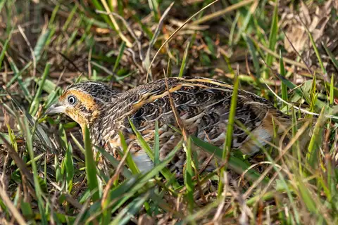 Black-rumped Buttonquail