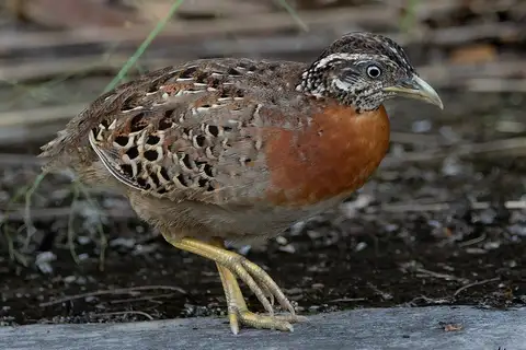 Spotted Buttonquail