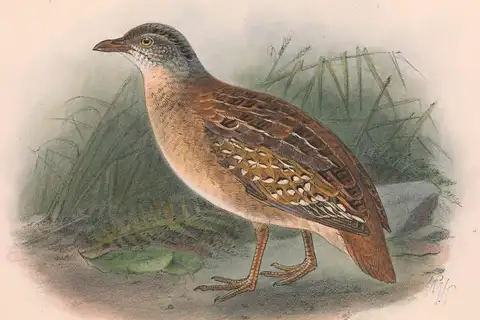 Buff-breasted Buttonquail