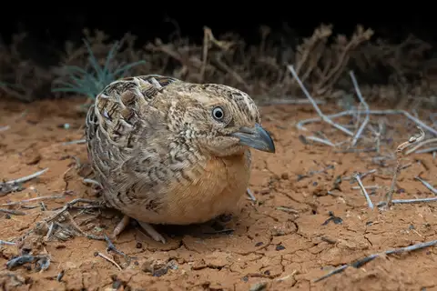 Red-chested Buttonquail