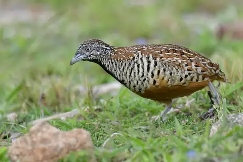 Barred Buttonquail