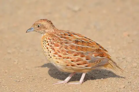 Common Buttonquail