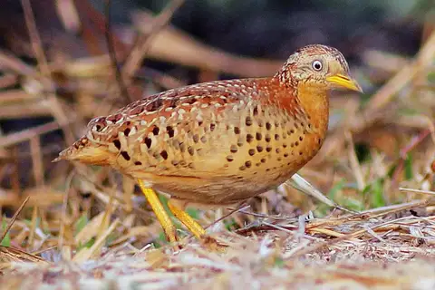 Yellow-legged Buttonquail