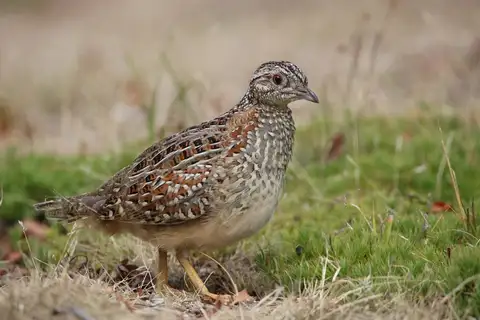Painted Buttonquail