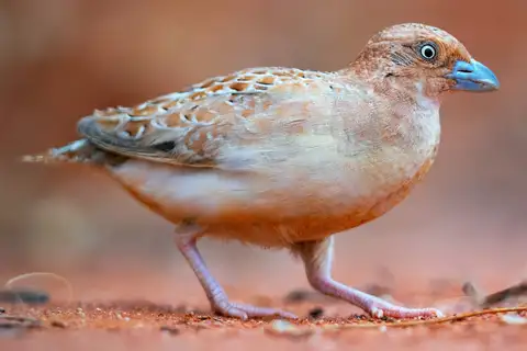 Little Buttonquail