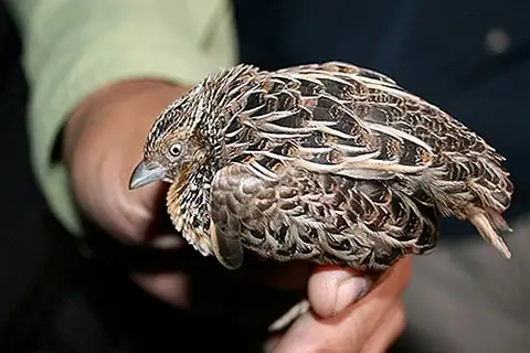 Luzon Buttonquail