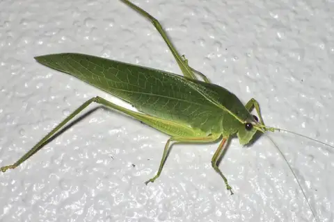 Narrow-beaked Katydid